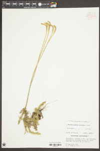 Pseudolycopodiella caroliniana image