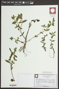 Gratiola virginiana image