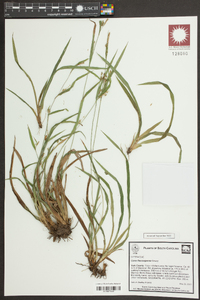 Carex flaccosperma image