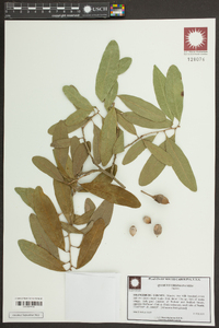 Quercus virginiana image