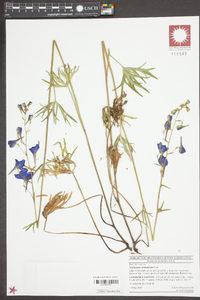 Delphinium alabamicum image