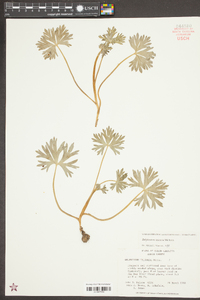 Delphinium tricorne image