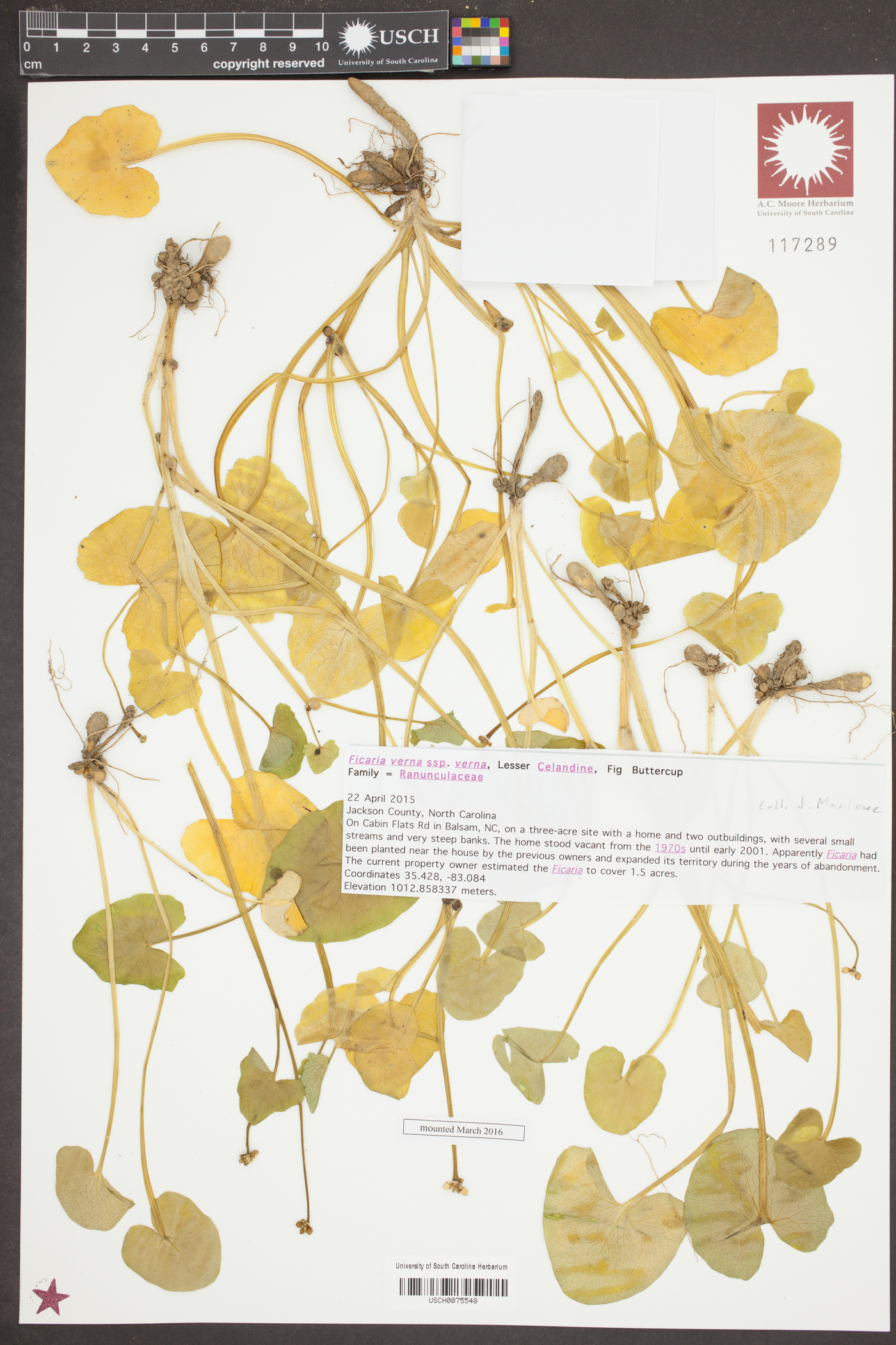 Ficaria verna subsp. verna image