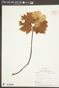 Glaucidium palmatum image