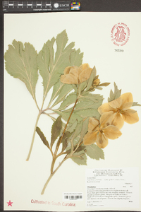 Helleborus orientalis image