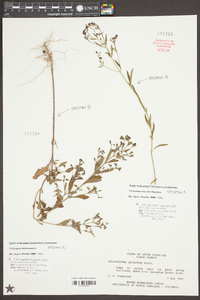 Trichostema dichotomum image