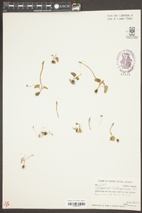 Ophioglossum crotalophoroides image
