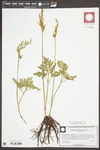 Sceptridium biternatum image