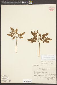 Sceptridium biternatum image