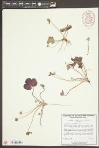 Anemone americana image