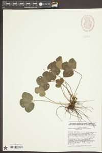 Anemone americana image