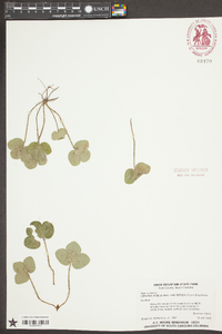 Anemone americana image