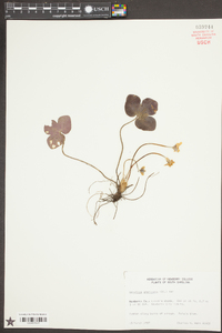 Anemone americana image