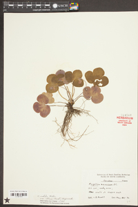 Anemone americana image