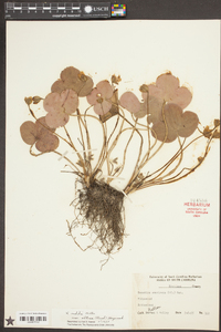 Anemone americana image