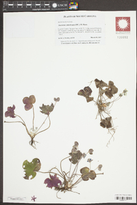 Anemone americana image