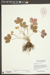 Anemone americana image