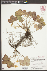 Anemone americana image