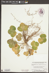 Anemone americana image