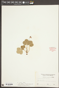 Anemone americana image