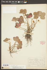 Anemone americana image