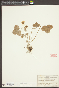 Anemone americana image