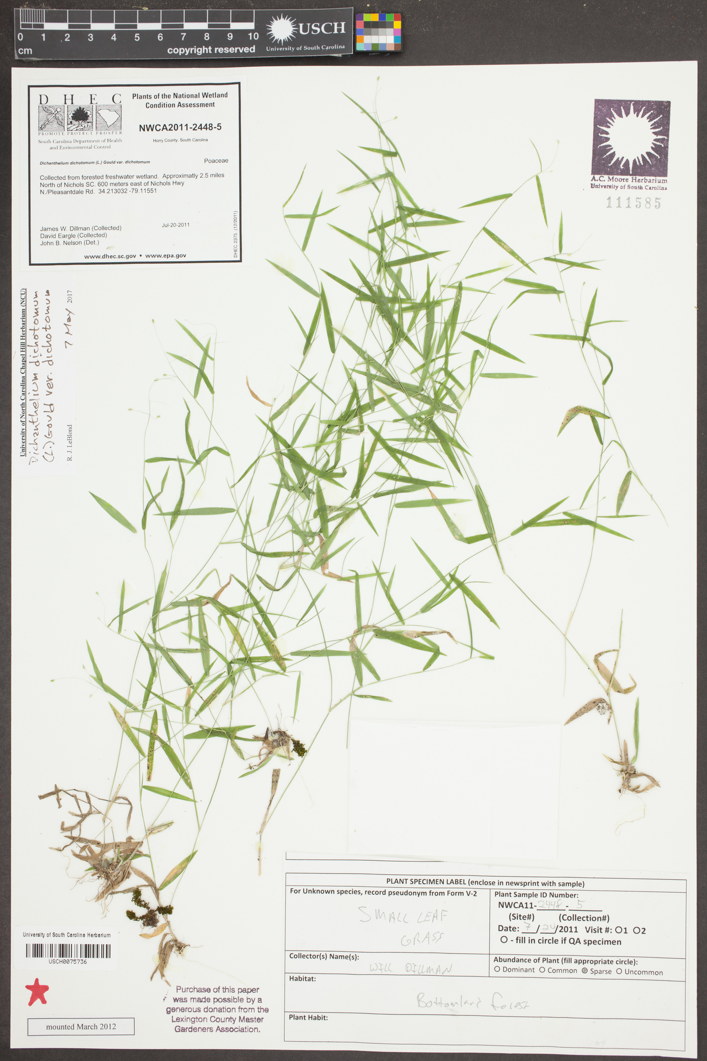 Dichanthelium dichotomum var. dichotomum image