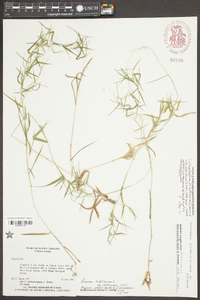 Dichanthelium dichotomum var. nitidum image