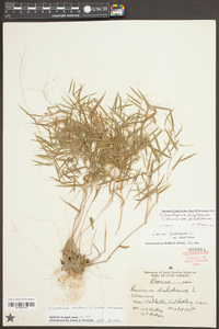 Dichanthelium dichotomum var. dichotomum image