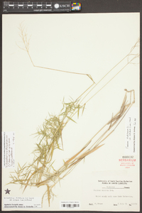 Dichanthelium dichotomum var. nitidum image