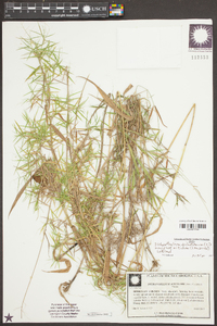 Dichanthelium dichotomum var. nitidum image