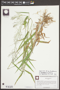 Dichanthelium dichotomum var. ramulosum image