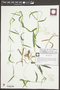 Dichanthelium dichotomum var. ramulosum image