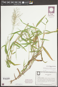 Dichanthelium dichotomum var. ramulosum image