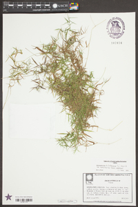 Dichanthelium dichotomum var. ramulosum image