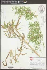 Dichanthelium dichotomum var. ramulosum image