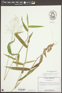 Dichanthelium dichotomum var. ramulosum image