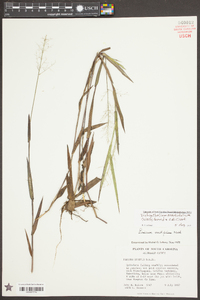 Dichanthelium erectifolium image