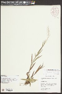 Dichanthelium erectifolium image