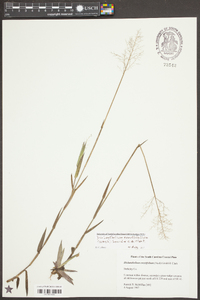 Dichanthelium erectifolium image