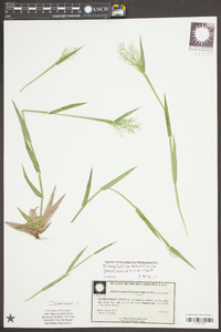 Dichanthelium erectifolium image