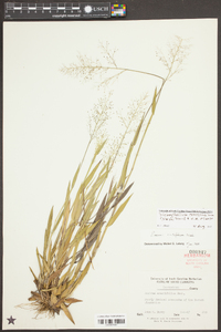 Dichanthelium erectifolium image