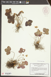 Anemone acutiloba image