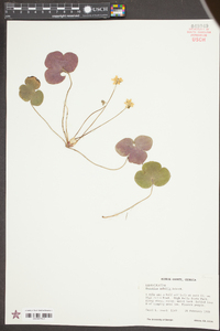 Hepatica nobilis image