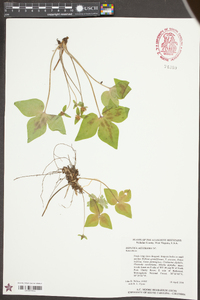 Anemone acutiloba image
