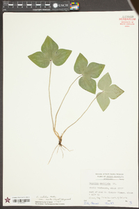 Anemone acutiloba image