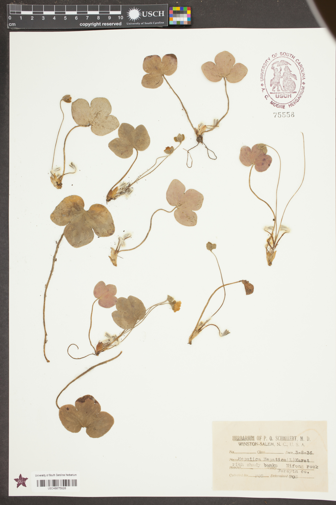 Hepatica hepatica image