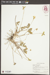 Anemone acutiloba image