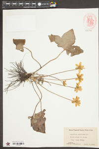 Anemone acutiloba image