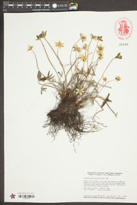 Anemone acutiloba image